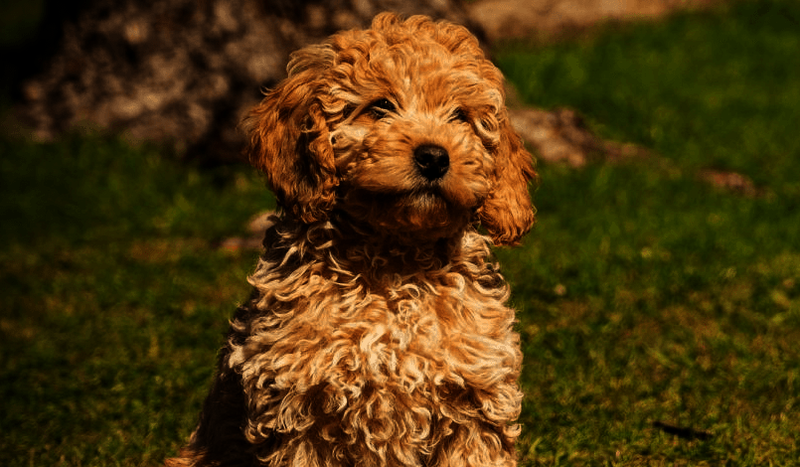 Cockapoo Breed Information