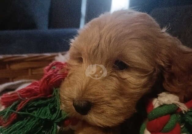 1 adorable female cockapoo for sale in Coventry, West Midlands