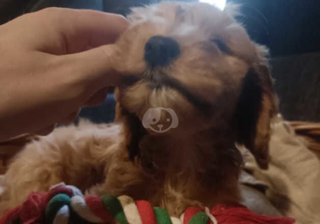 1 adorable female cockapoo for sale in Coventry, West Midlands - Image 4