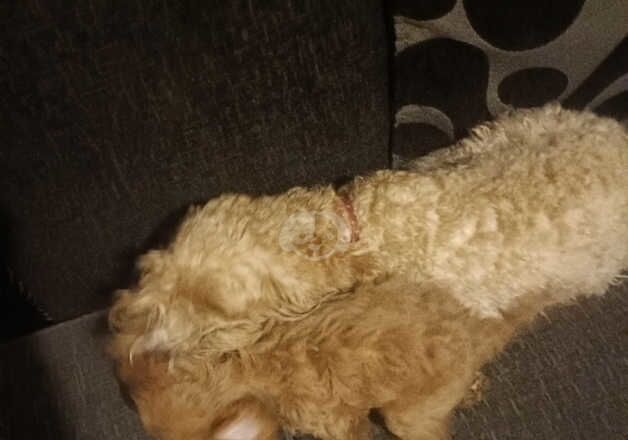 1 adorable female cockapoo for sale in Coventry, West Midlands - Image 5