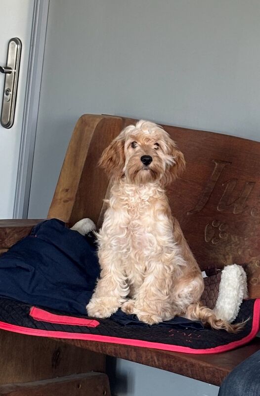 1 apricot girl Cockapoo for sale in Upwell, Norfolk