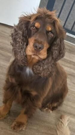 1 beautiful boy available now for sale in Godalming, Surrey - Image 2