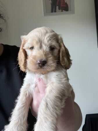 1 beautiful boy available now for sale in Godalming, Surrey - Image 3