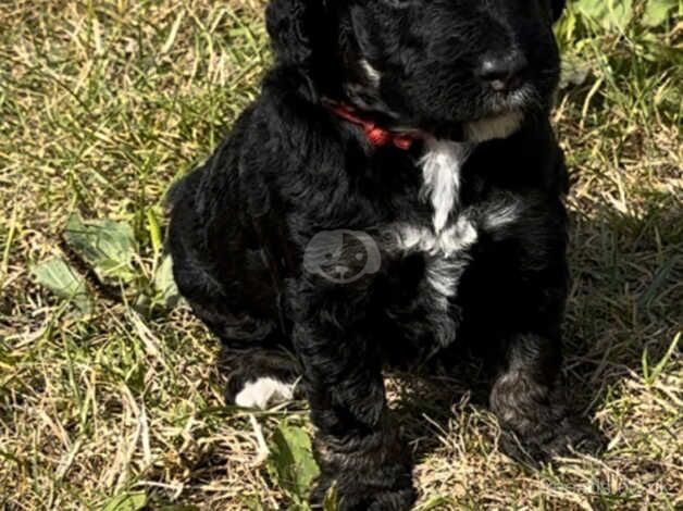 1 Beautiful Cockapoo Girl Puppy for sale in Canterbury, Kent