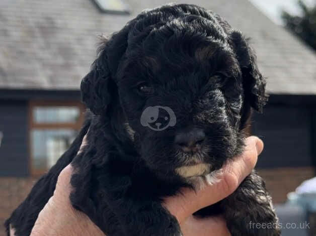 1 Beautiful Cockapoo Girl Puppy for sale in Canterbury, Kent - Image 3