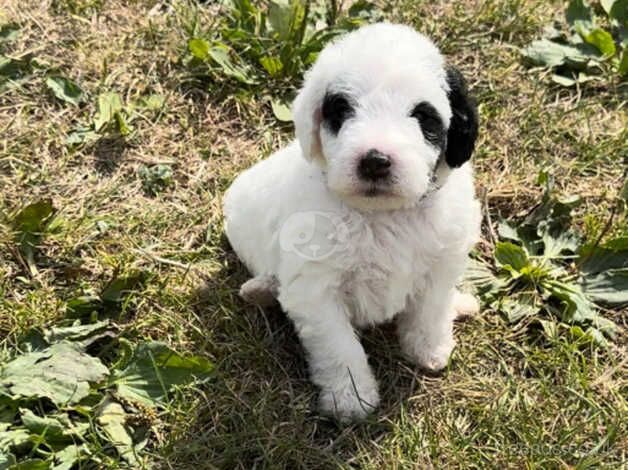 1 beautiful girl cockapoo puppy for sale in Canterbury, Kent