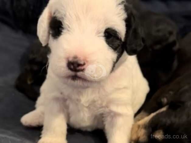 1 beautiful girl cockapoo puppy for sale in Canterbury, Kent - Image 2