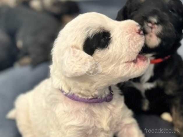 1 beautiful girl cockapoo puppy for sale in Canterbury, Kent - Image 4