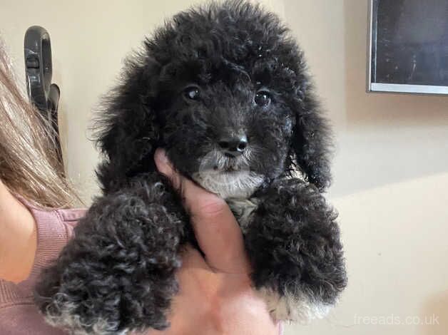 1 beautiful male cockapoo puppy for sale in Southampton, Hampshire - Image 1