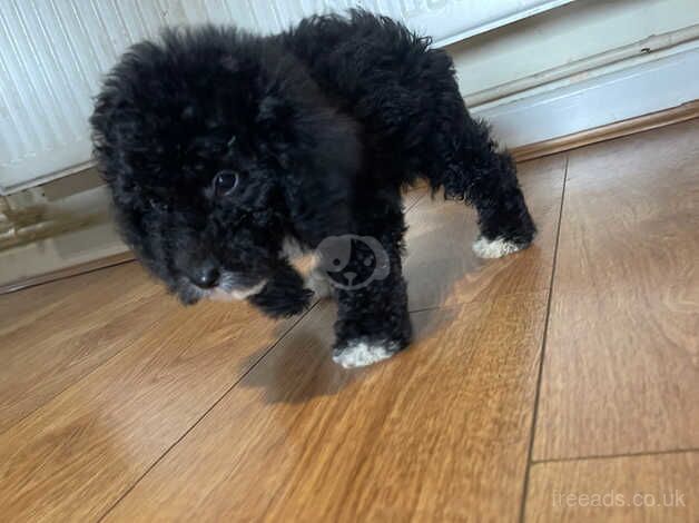 1 beautiful male cockapoo puppy for sale in Southampton, Hampshire - Image 2