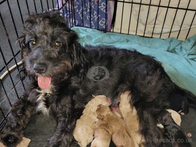 1 beautiful male cockapoo puppy for sale in Southampton, Hampshire - Image 3