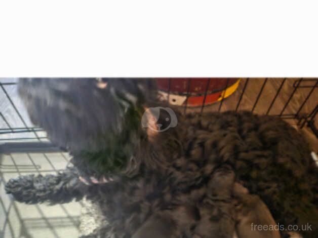 1 boy 1 girl cockapoo for sale in Worcester, Worcestershire - Image 2