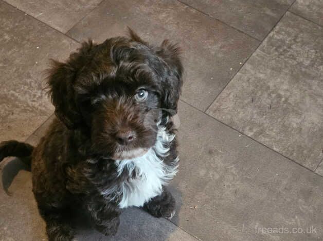 1 boy 1 girl cockapoo for sale in Worcester, Worcestershire - Image 3