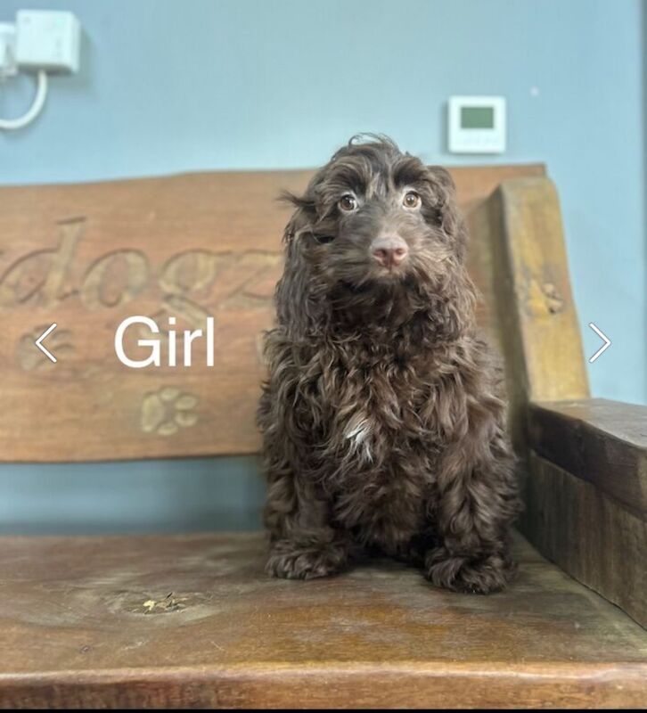 1 chocolate Cockapoo girl for sale in Upwell, Norfolk - Image 2