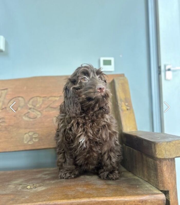 1 chocolate Cockapoo girl for sale in Upwell, Norfolk - Image 3