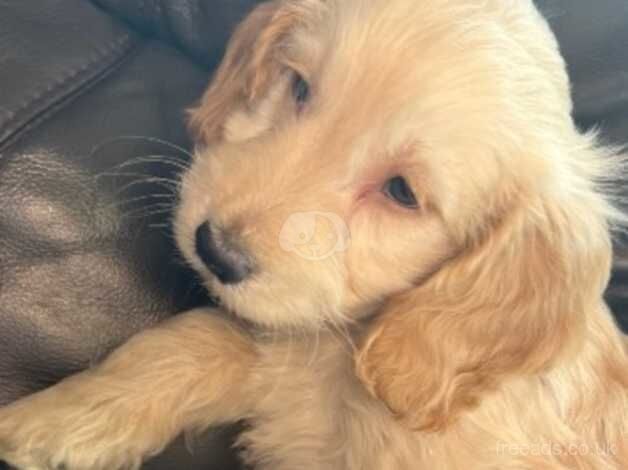 1 cockapoo boy left! for sale in Heanor, Derbyshire