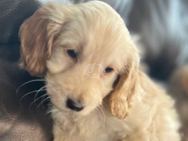 1 cockapoo boy left! for sale in Heanor, Derbyshire - Image 3