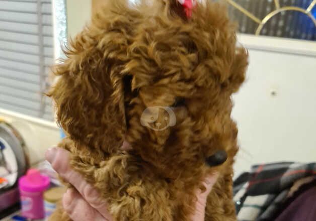 1 cockerpoo girl FIB MINI for sale in Ossett, West Yorkshire