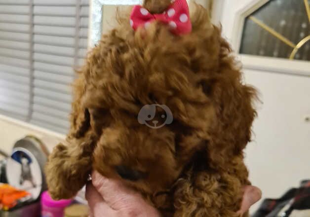 1 cockerpoo girl FIB MINI for sale in Ossett, West Yorkshire - Image 2