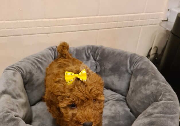 1 cockerpoo girl FIB MINI for sale in Ossett, West Yorkshire - Image 5