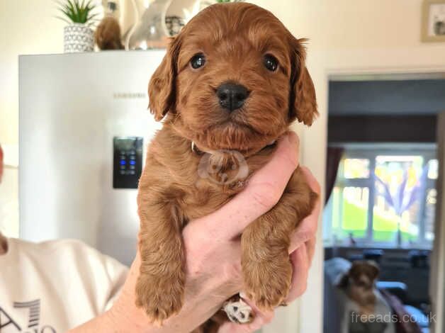 1 cockerpoo girl for sale in Ossett, West Yorkshire