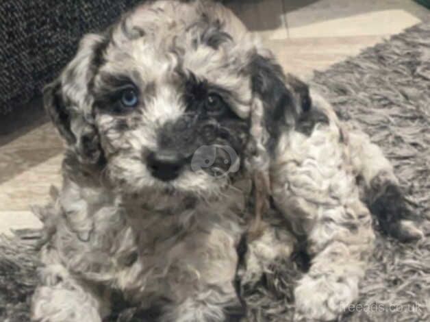 1 girl & 1 boy cockapoo for sale in Bridgend, Ceredigion