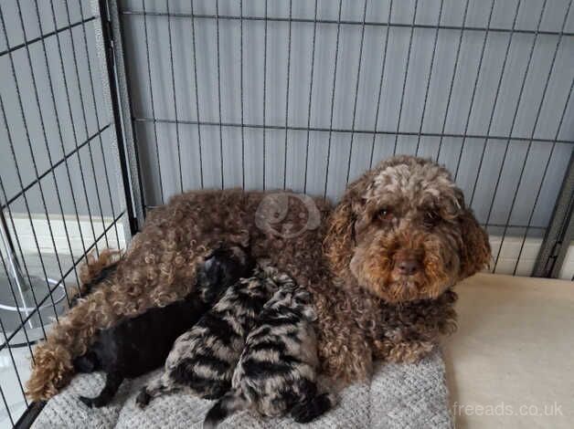 Cockapoo Puppies for sale in Ceredigion