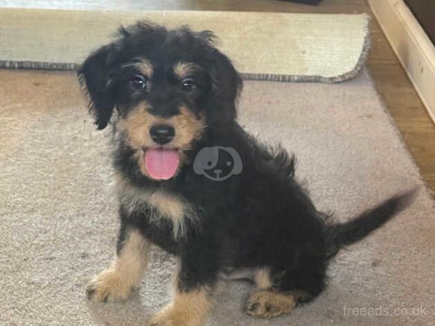 1 Gorgeous Boy Puppy Left for sale in Canterbury, Kent - Image 2