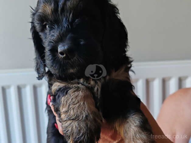 1 male and 1 female left for sale in Gravesend, Hertfordshire