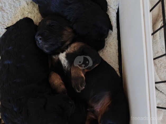 1 male and 1 female left for sale in Gravesend, Hertfordshire - Image 3