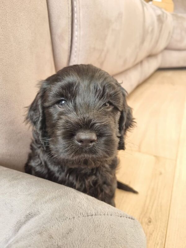 4 male cockapoos for sale in North Motherwell, Lanarkshire