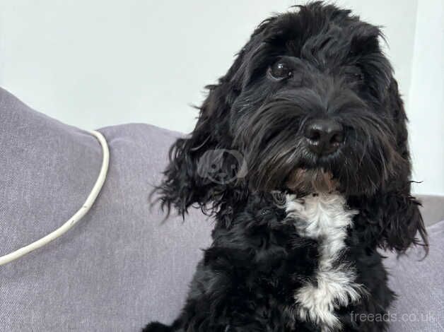 1 year old cockapoo for sale in Rochester, Northumberland