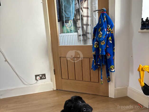 1 year old cockapoo for sale in Rochester, Northumberland - Image 2