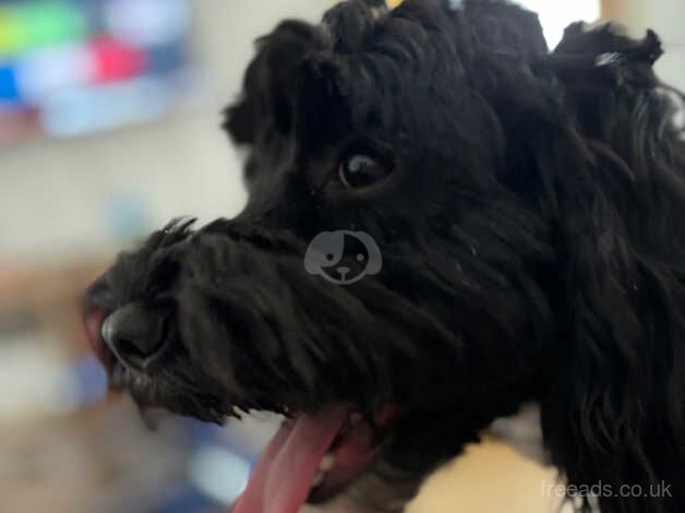 1 year old cockapoo for sale in Rochester, Northumberland - Image 3