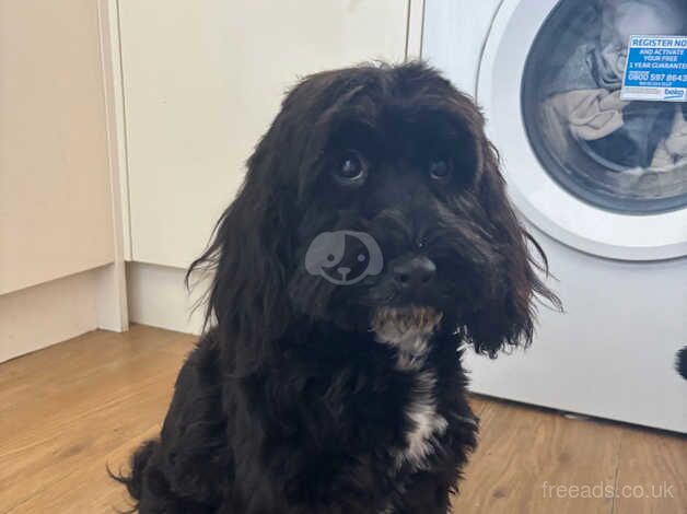 1 year old cockapoo for sale in Rochester, Northumberland - Image 4