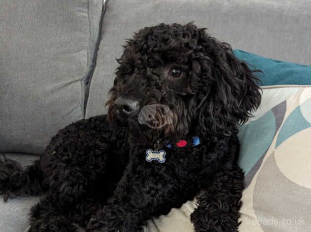 1 year old loving male cockapoo looking for a loving home for sale in Halifax, West Yorkshire - Image 1