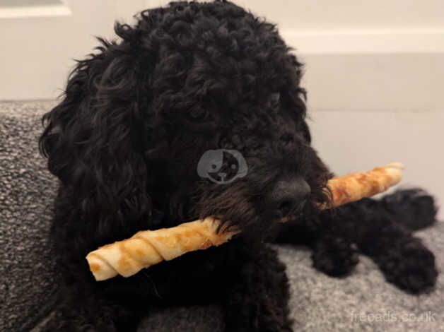 1 year old loving male cockapoo looking for a loving home for sale in Halifax, West Yorkshire - Image 2