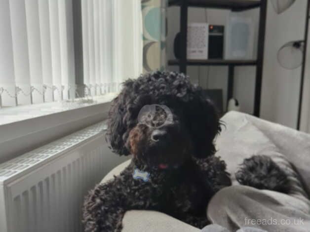 1 year old loving male cockapoo looking for a loving home for sale in Halifax, West Yorkshire - Image 3