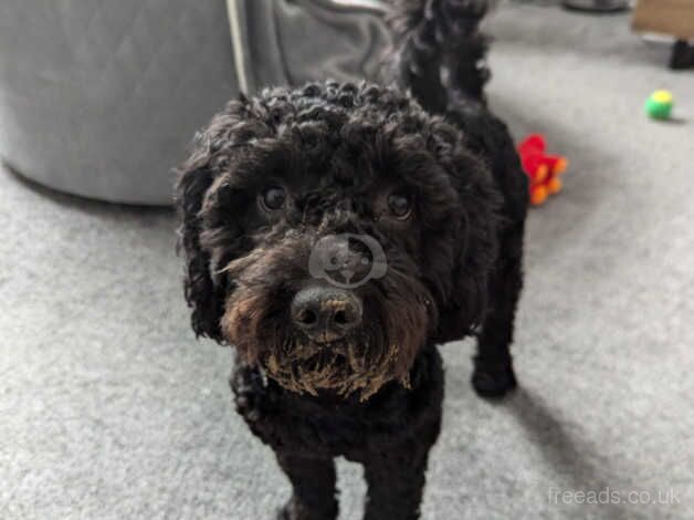 1 year old loving male cockapoo looking for a loving home for sale in Halifax, West Yorkshire - Image 4