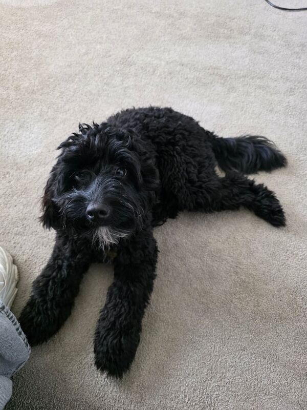 1 YR BLACK MALE COCKAPOO for sale in Bury, Greater Manchester