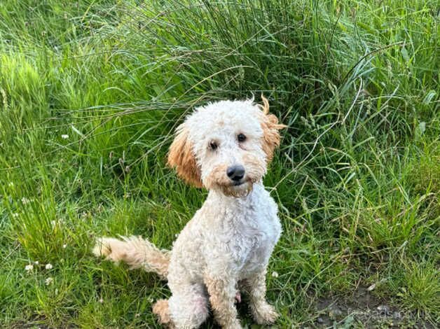 10 month old cockapoo for sale in Ballyclare, Newtownabbey