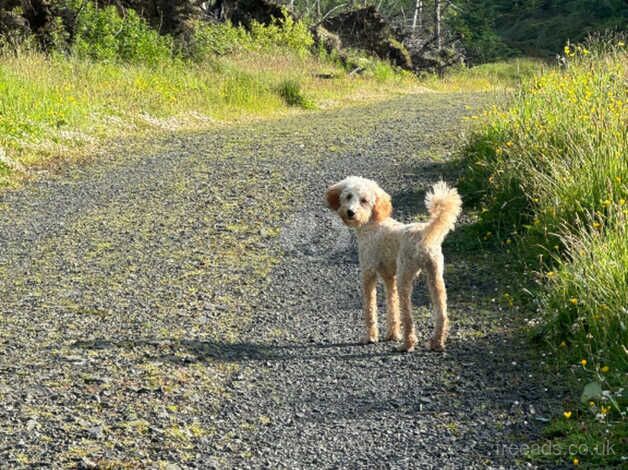 10 month old cockapoo for sale in Ballyclare, Newtownabbey - Image 2