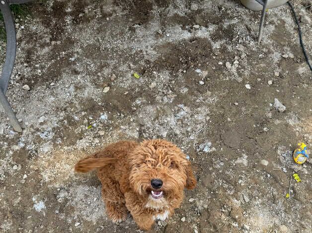 10 month old male cockapoo for sale in Launceston, Cornwall - Image 1