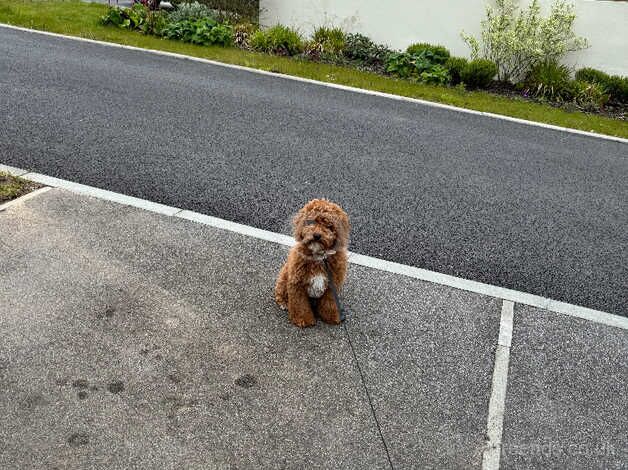 10 month old male cockapoo for sale in Launceston, Cornwall - Image 2