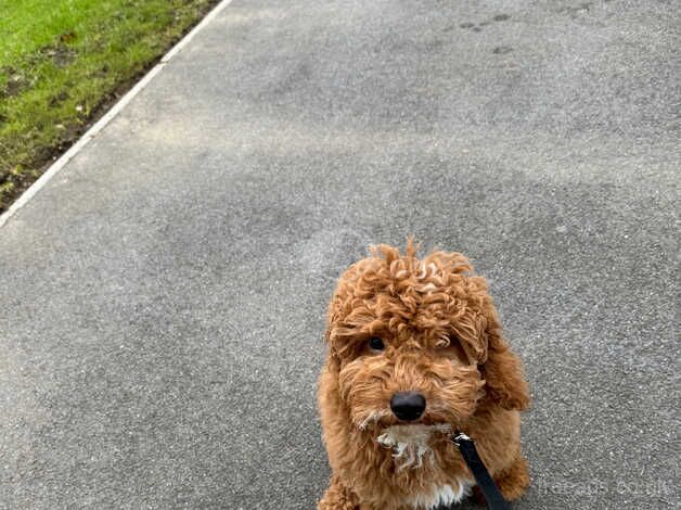 10 month old male cockapoo for sale in Launceston, Cornwall - Image 3