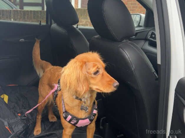 10 months old cockapoo girl for sale in Whitstable, Kent - Image 1