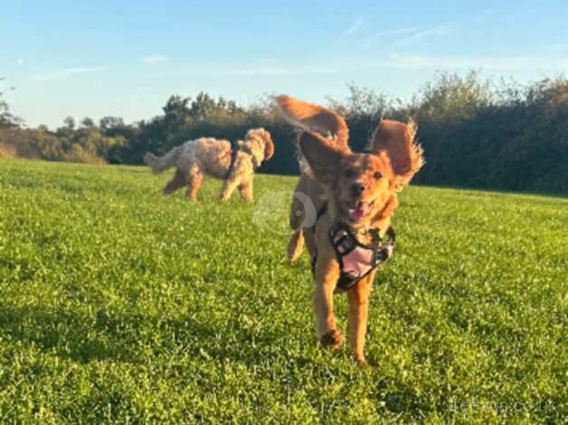 10 months old cockapoo girl for sale in Whitstable, Kent - Image 2