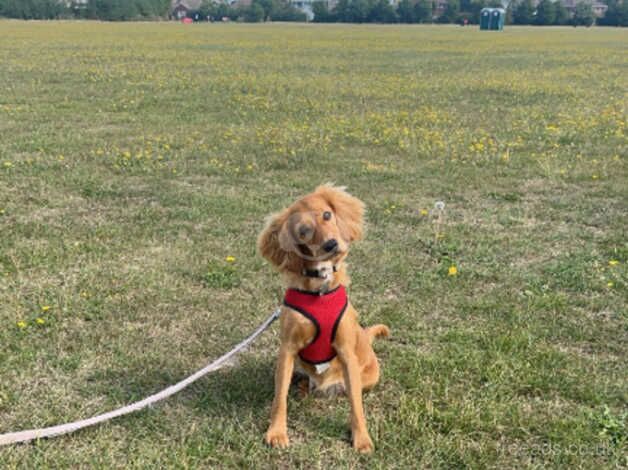 10 months old cockapoo girl for sale in Whitstable, Kent - Image 4