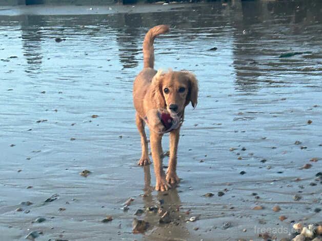 10 months old cockapoo girl for sale in Whitstable, Kent - Image 5