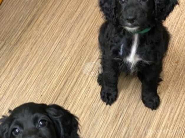 10 weeks old cockapoos for sale in Peterborough, Cambridgeshire - Image 2